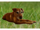 dog in grass.jpg